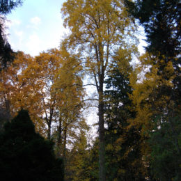 Washington Park Arboretum | Photography by Jenny S.W. Lee