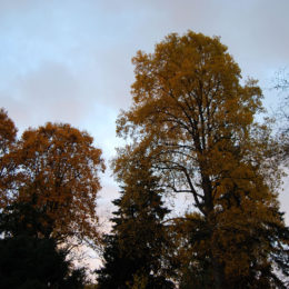 Washington Park Arboretum | Photography by Jenny S.W. Lee