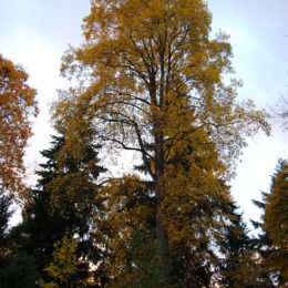 Washington Park Arboretum | Photography by Jenny S.W. Lee