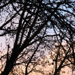 Washington Park Arboretum | Photography by Jenny S.W. Lee