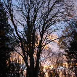 Washington Park Arboretum | Photography by Jenny S.W. Lee