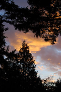Washington Park Arboretum | Photography by Jenny S.W. Lee