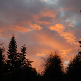 Washington Park Arboretum | Photography by Jenny S.W. Lee