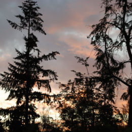 Washington Park Arboretum | Photography by Jenny S.W. Lee