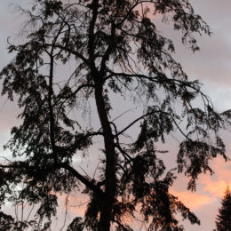 Washington Park Arboretum | Photography by Jenny S.W. Lee