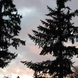 Washington Park Arboretum | Photography by Jenny S.W. Lee