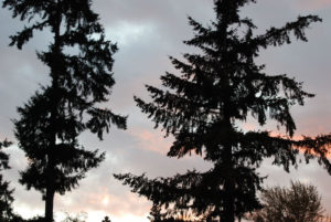Washington Park Arboretum | Photography by Jenny S.W. Lee