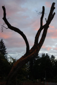 Washington Park Arboretum | Photography by Jenny S.W. Lee