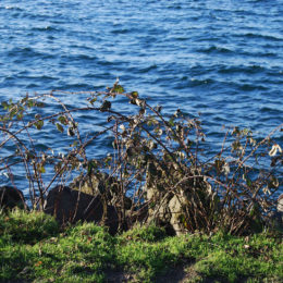 Golden Gardens Park | Photography by Jenny S.W. Lee