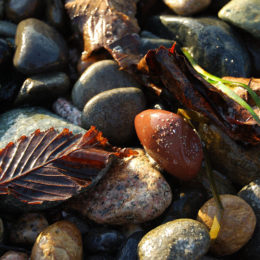 Golden Gardens Park | Photography by Jenny S.W. Lee