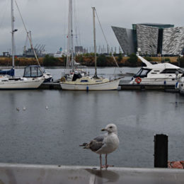 Belfast Harbour Marina