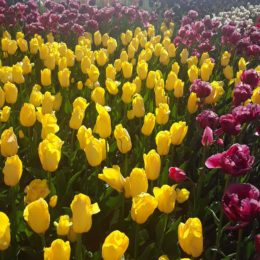 Skagit Valley Tulip Festival Washington | Photography by Jenny S.W. Lee