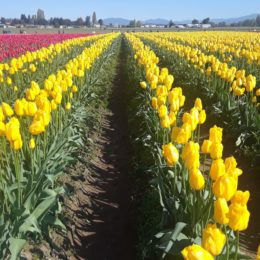 Skagit Valley Tulip Festival Washington | Photography by Jenny S.W. Lee