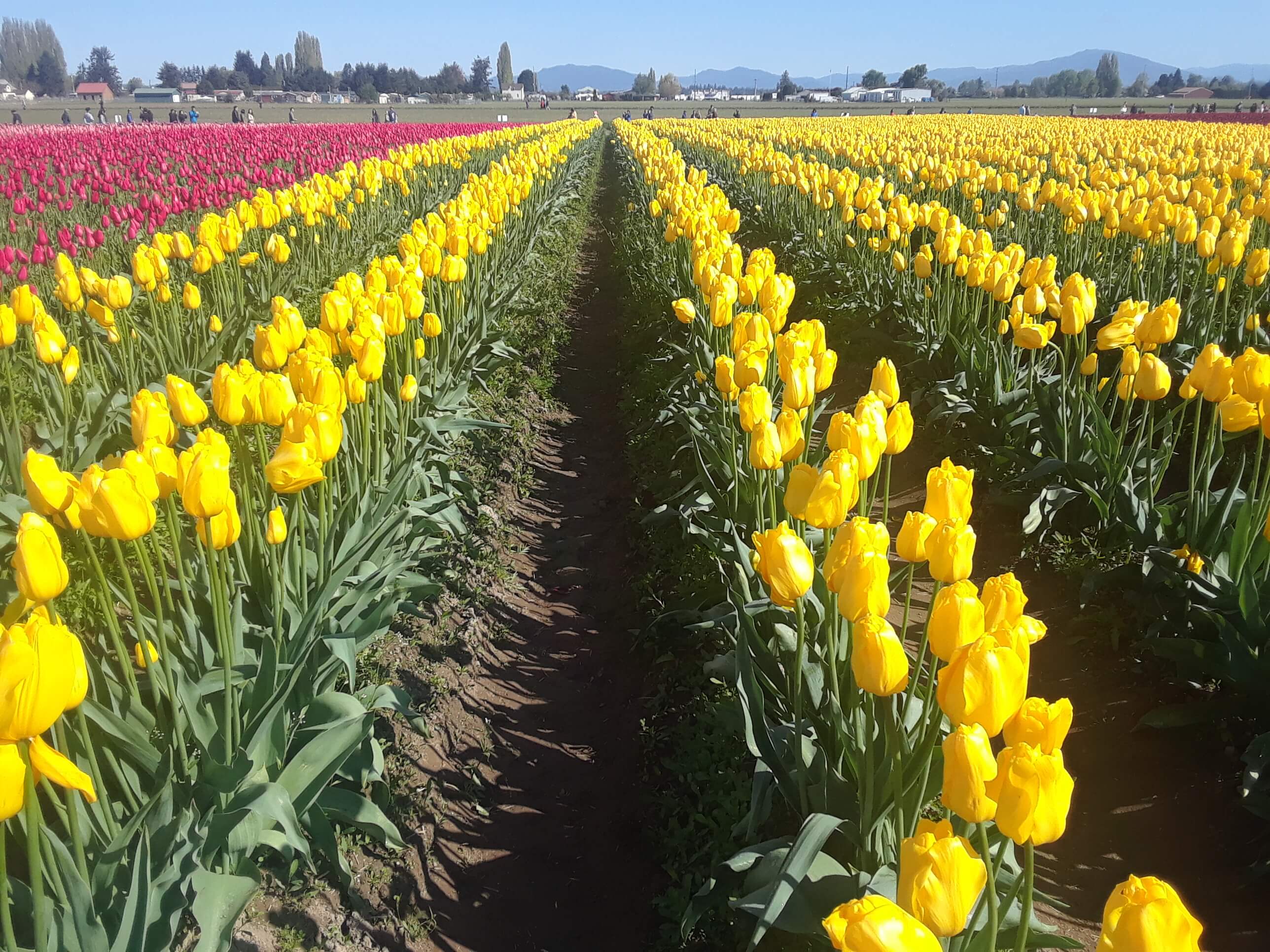 Skagit Valley Tulip Festival, Washington (April 2019) Jenny S.W. Lee