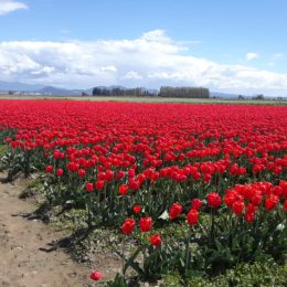 Skagit Valley Tulip Festival Washington | Photography by Jenny S.W. Lee