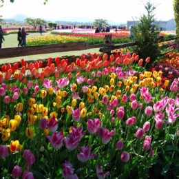 Skagit Valley Tulip Festival Washington | Photography by Jenny S.W. Lee
