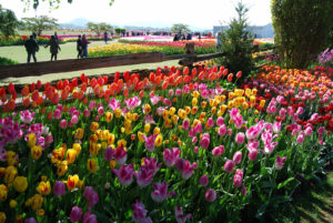 Skagit Valley Tulip Festival Washington | Photography by Jenny S.W. Lee