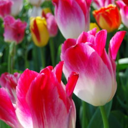 Skagit Valley Tulip Festival Washington | Photography by Jenny S.W. Lee
