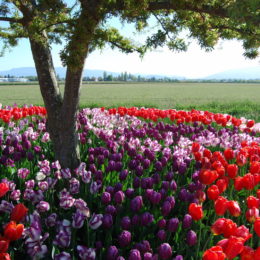 Skagit Valley Tulip Festival Washington | Photography by Jenny S.W. Lee