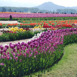 Skagit Valley Tulip Festival Washington | Photography by Jenny S.W. Lee