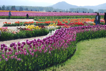 Skagit Valley Tulip Festival Washington | Photography by Jenny S.W. Lee