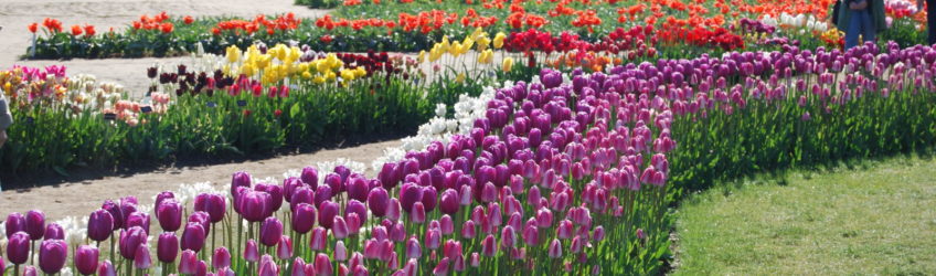 Skagit Valley Tulip Festival Washington | Photography by Jenny S.W. Lee