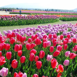 Skagit Valley Tulip Festival Washington | Photography by Jenny S.W. Lee