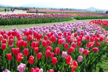 Skagit Valley Tulip Festival Washington | Photography by Jenny S.W. Lee