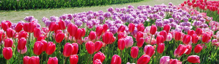 Skagit Valley Tulip Festival Washington | Photography by Jenny S.W. Lee