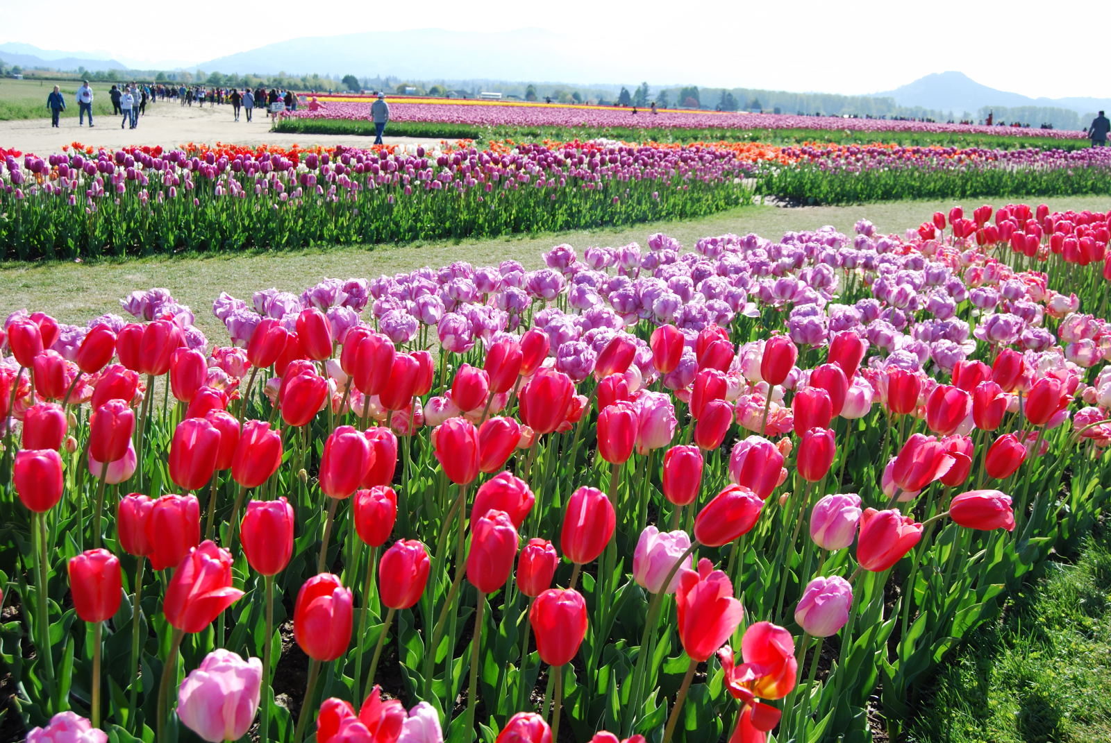 Skagit Valley Tulip Festival Washington April 2019 Jenny S W Lee