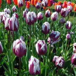 Skagit Valley Tulip Festival Washington | Photography by Jenny S.W. Lee