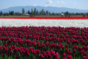 Skagit Valley Tulip Festival Washington | Photography by Jenny S.W. Lee