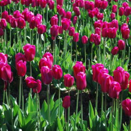 Skagit Valley Tulip Festival Washington | Photography by Jenny S.W. Lee