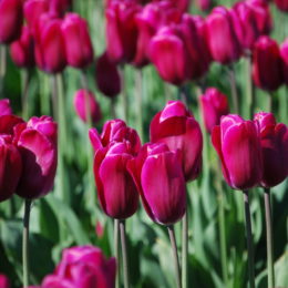 Skagit Valley Tulip Festival Washington | Photography by Jenny S.W. Lee