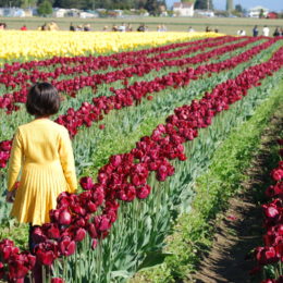 Skagit Valley Tulip Festival Washington | Photography by Jenny S.W. Lee