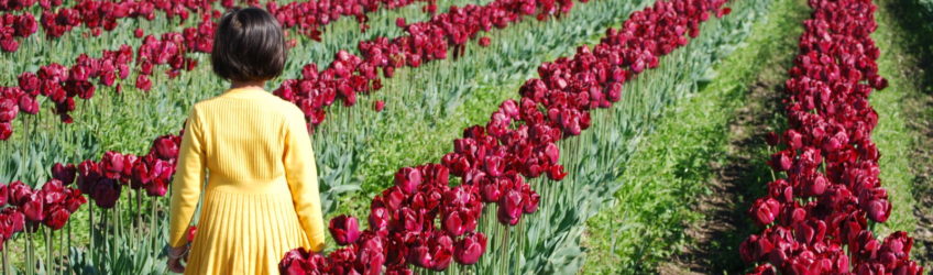Skagit Valley Tulip Festival Washington | Photography by Jenny S.W. Lee
