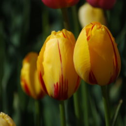 Skagit Valley Tulip Festival Washington | Photography by Jenny S.W. Lee
