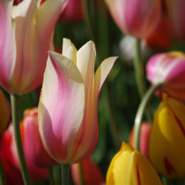 Skagit Valley Tulip Festival Washington | Photography by Jenny S.W. Lee