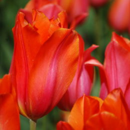Skagit Valley Tulip Festival Washington | Photography by Jenny S.W. Lee
