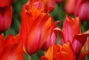 Skagit Valley Tulip Festival Washington | Photography by Jenny S.W. Lee