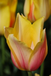 Skagit Valley Tulip Festival Washington | Photography by Jenny S.W. Lee