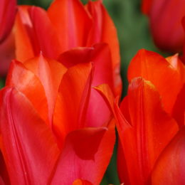Skagit Valley Tulip Festival Washington | Photography by Jenny S.W. Lee
