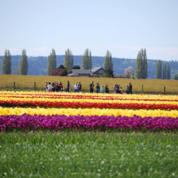 Skagit Valley Tulip Festival Washington | Photography by Jenny S.W. Lee