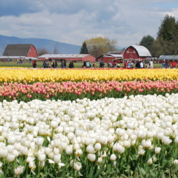 Skagit Valley Tulip Festival Washington | Photography by Jenny S.W. Lee