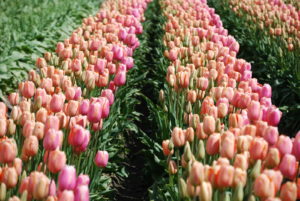 Skagit Valley Tulip Festival Washington | Photography by Jenny S.W. Lee