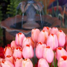 Skagit Valley Tulip Festival Washington | Photography by Jenny S.W. Lee