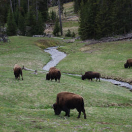bison