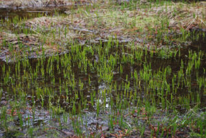 Lower Yellowstone Falls | Yellowstone National Park | Photography by Jenny S.W. Lee