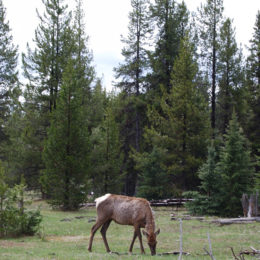 elk
