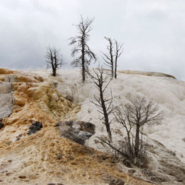 Mammoth Hot Spring | Yellowstone National Park | Photography by Jenny S.W. Lee
